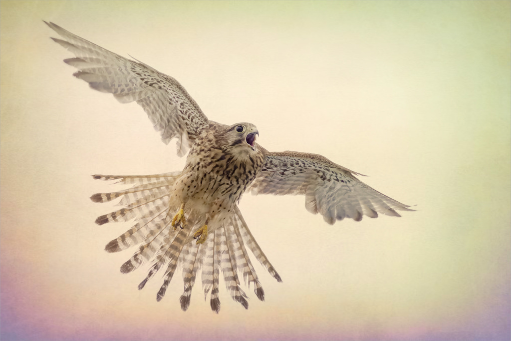 チョウゲンボウ（ヒナ）