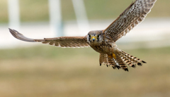 チョウゲンボウ