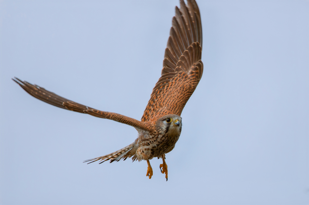 チョウゲンボウ