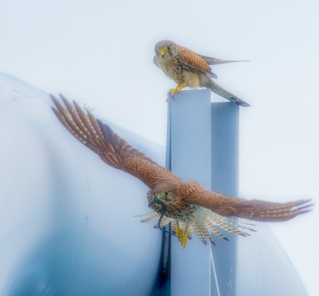 チョウゲンボウ