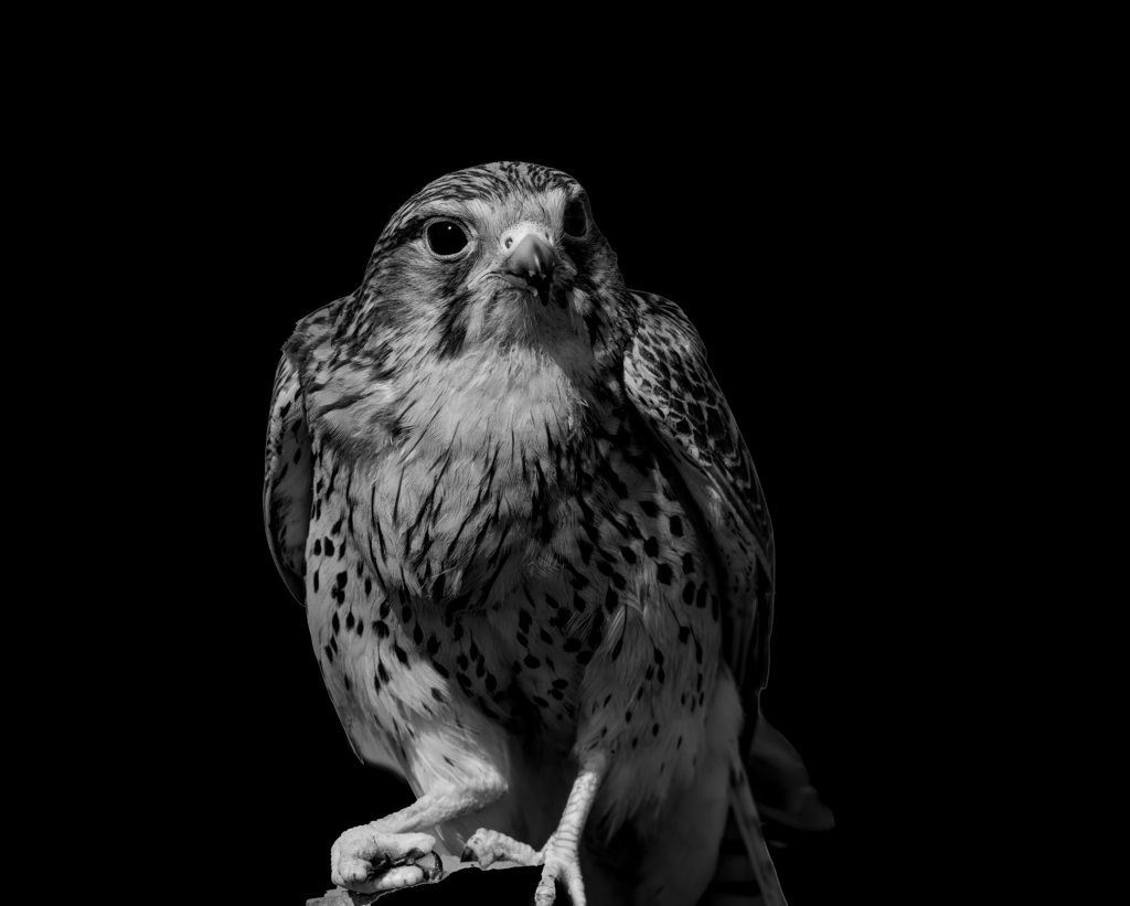 チョウゲンボウ