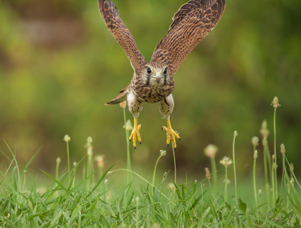 チョウゲンボウ