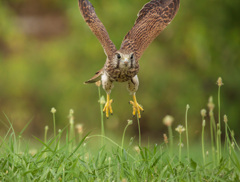 チョウゲンボウ