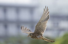 チョウゲンボウ