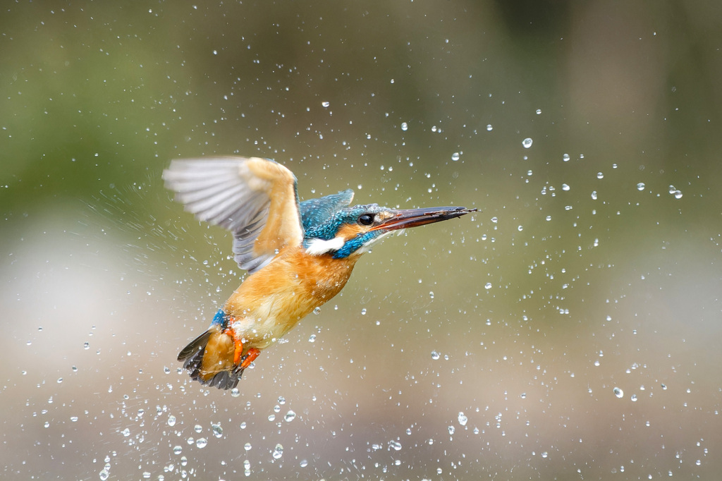魚じゃなかった　1