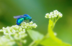 昆虫の世界