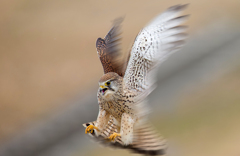 チョウゲンボウ