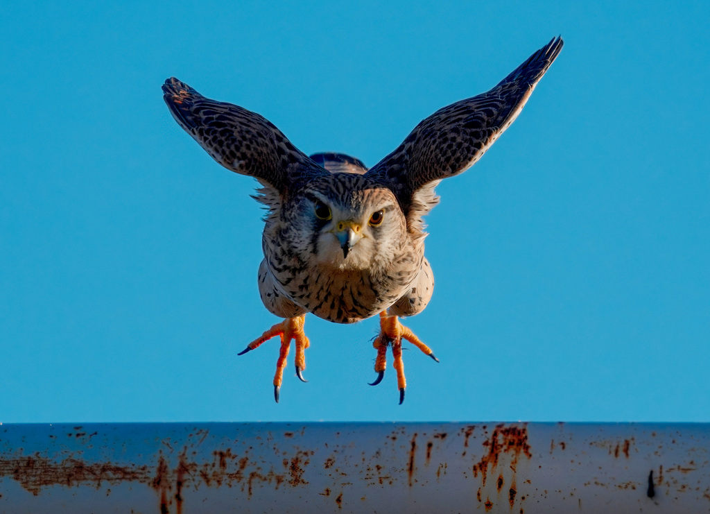 チョウゲンボウ