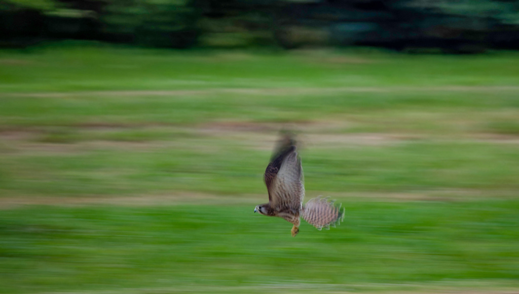 チョウゲンボウ