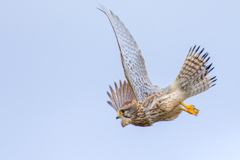 チョウゲンボウ