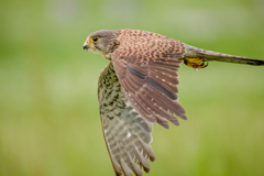 チョウゲンボウ