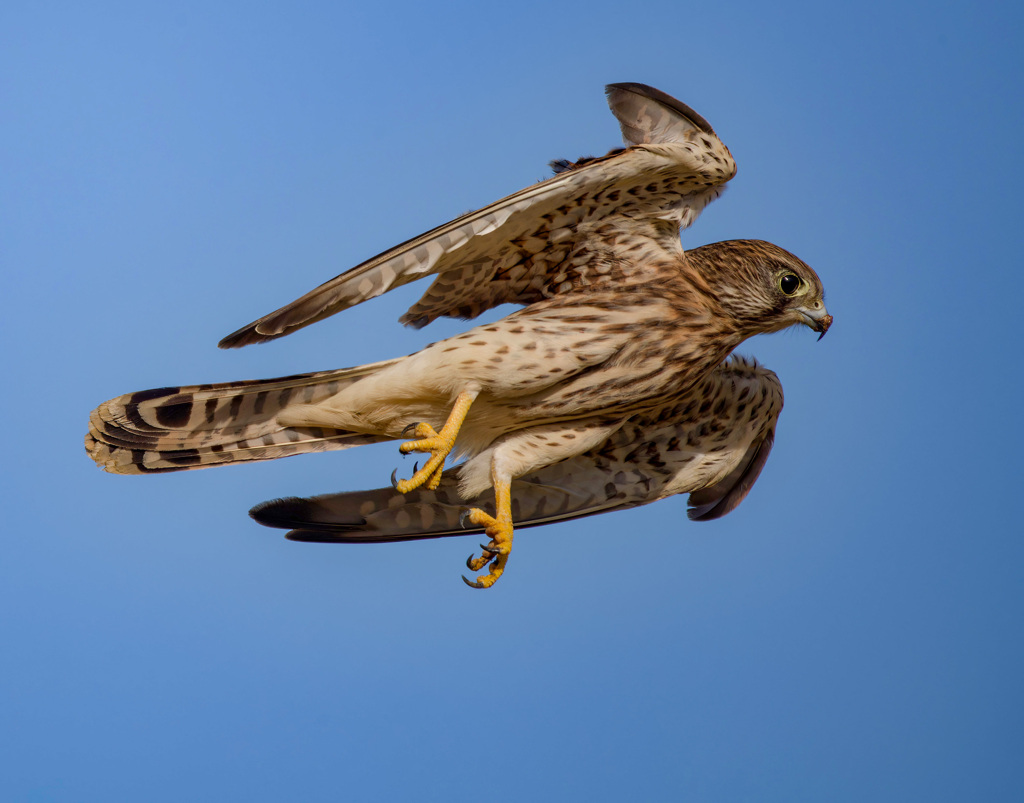 チョウゲンボウ