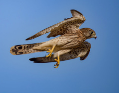 チョウゲンボウ