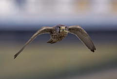 チョウゲンボウ