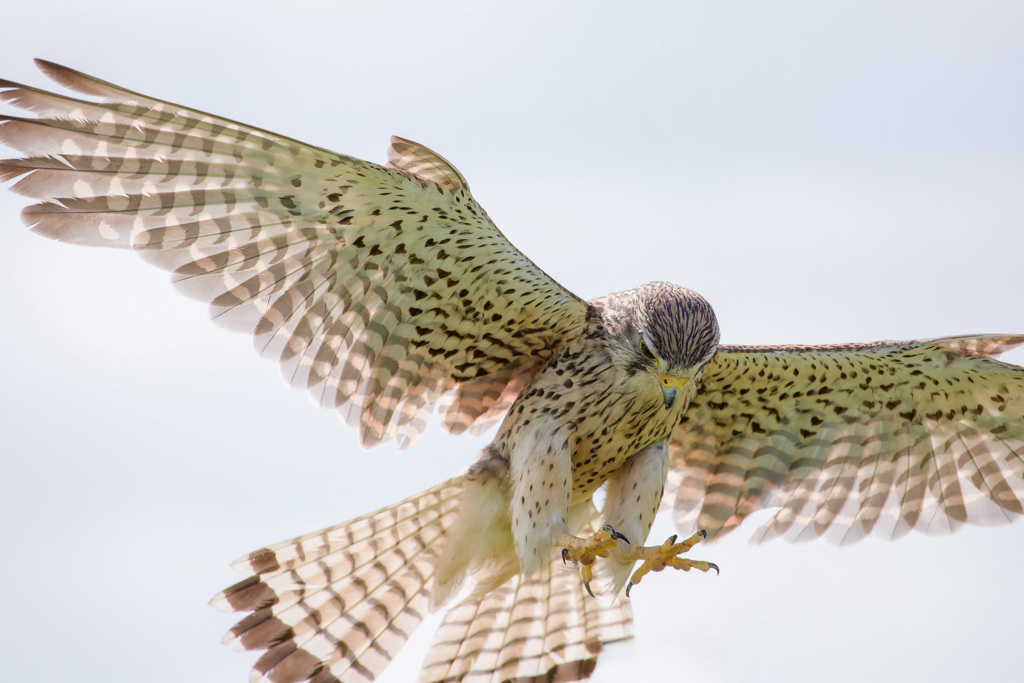 チョウゲンボウ