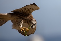 チョウゲンボウ