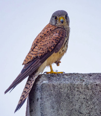 チョウゲンボウ