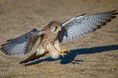 チョウゲンボウ