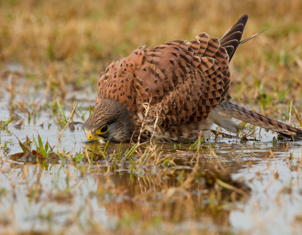 チョウゲンボウ