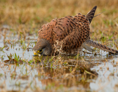 チョウゲンボウ