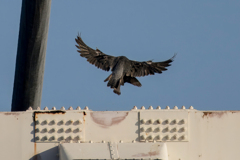 鳩を捕捉