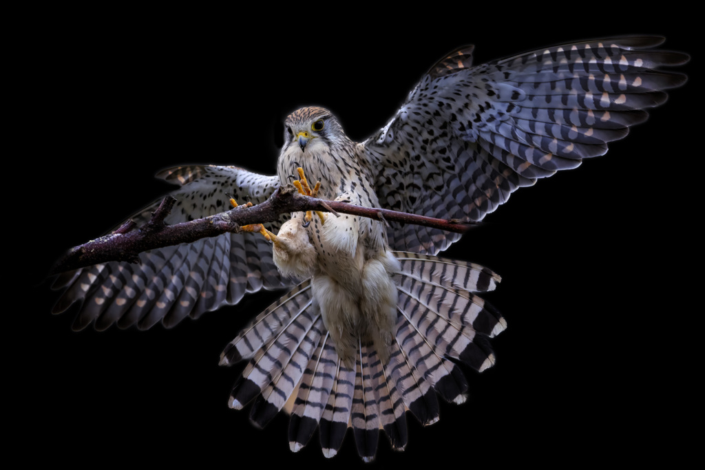 チョウゲンボウ