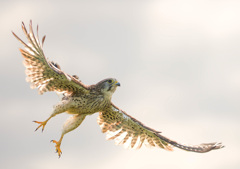 チョウゲンボウ