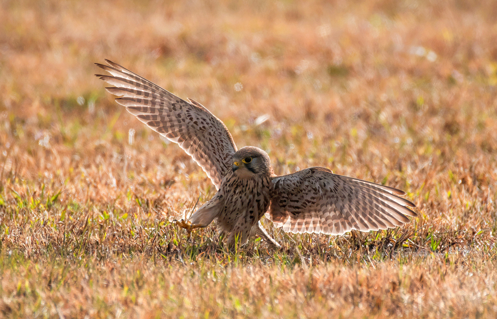 チョウゲンボウ