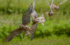 チョウゲンボウ