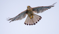 チョウゲンボウ