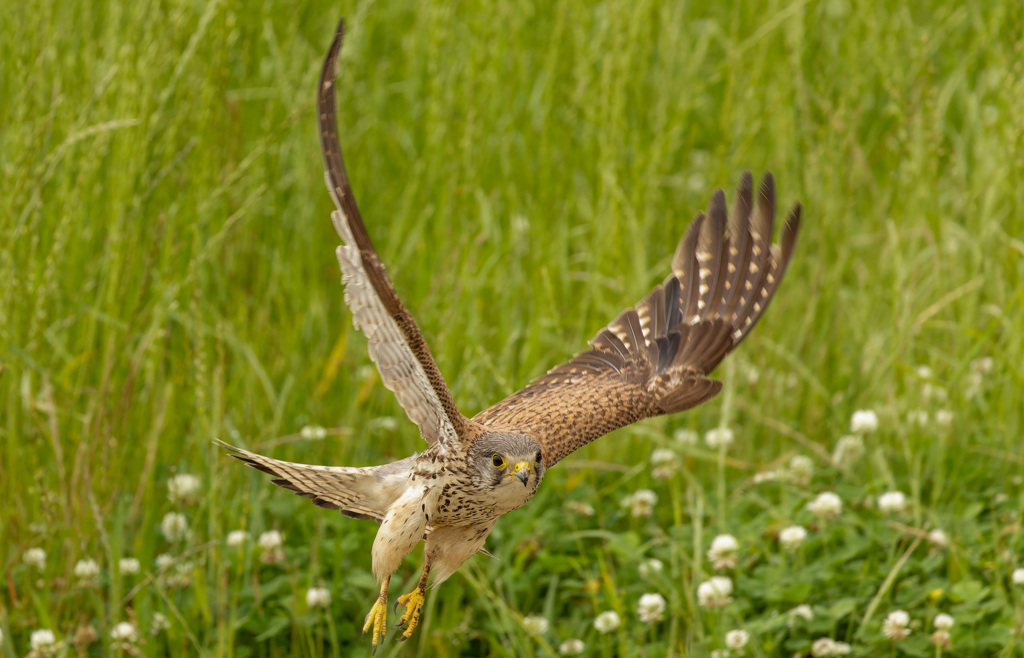チョウゲンボウ