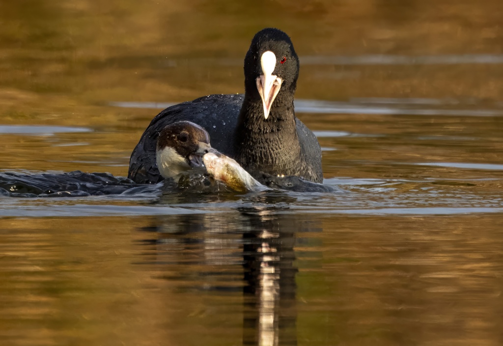 オオバンとミコアイサ