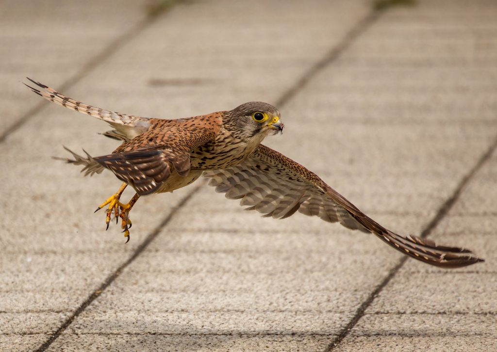 チョウゲンボウ