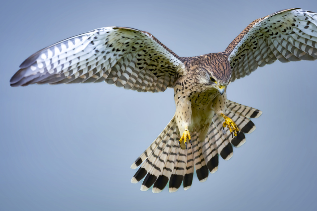 チョウゲンボウ