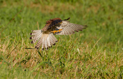 チョウゲンボウバッタを狩る②