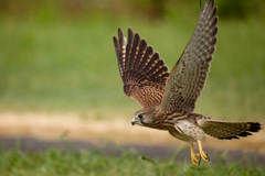 チョウゲンボウ