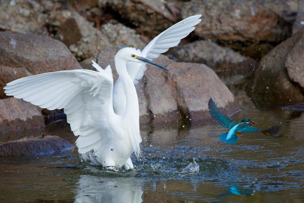 コサギとカワセミ