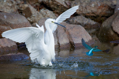 コサギとカワセミ