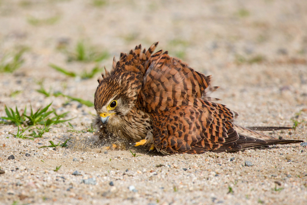 チョウゲンボウ