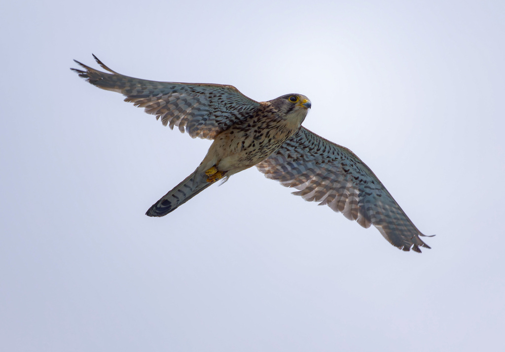 チョウゲンボウ