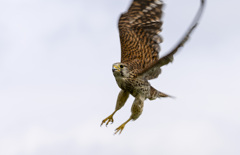 チョウゲンボウ