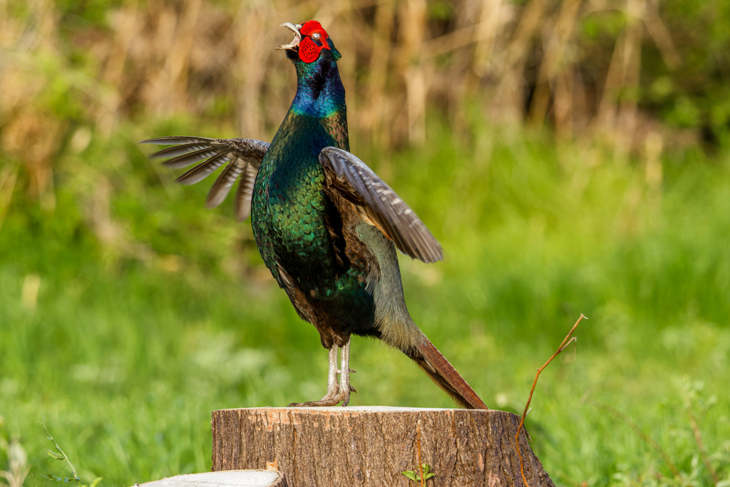 切り株上のキジ