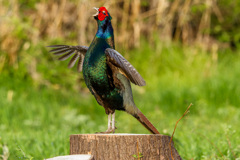 切り株上のキジ