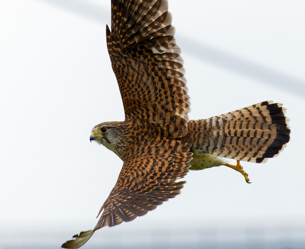 チョウゲンボウ