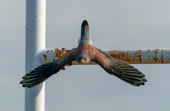 チョウゲンボウ