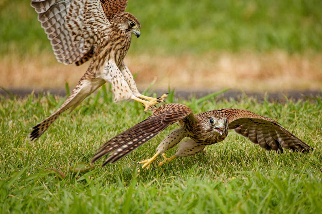 チョウゲンボウ