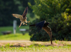 チョウゲンボウ