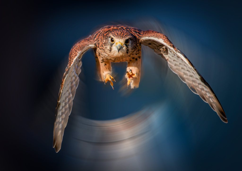 チョウゲンボウ