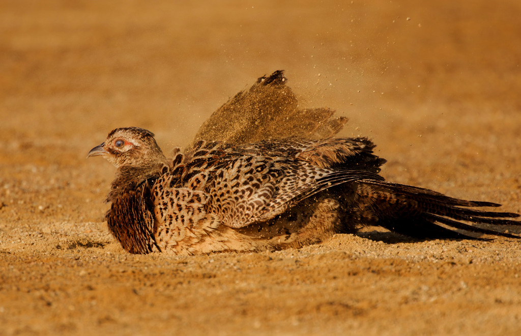 キジのメス（砂浴び）