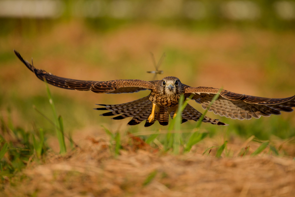 トンボを追って
